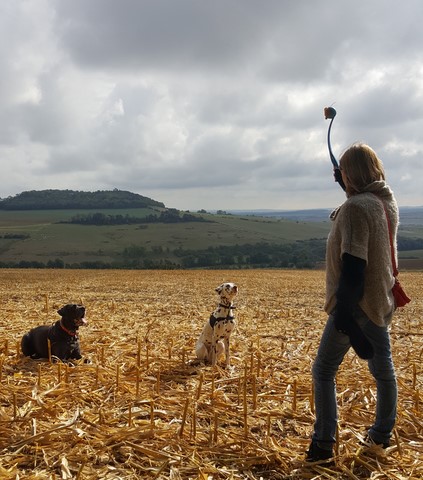 Apprendre les ordres de base à votre chien dans la région de Nancy