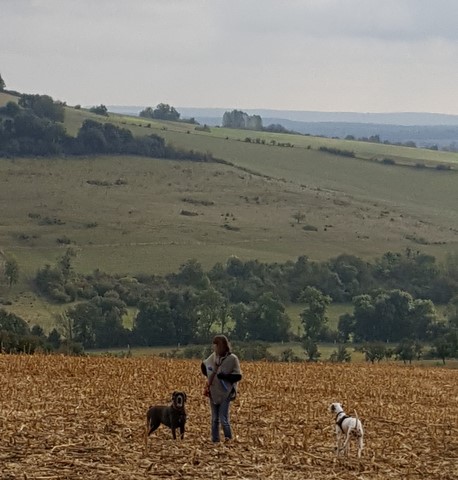 Soyez en harmonie avec votre chien, région de Nancy
