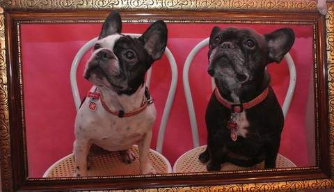 Bons chiens