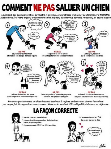 Comment dire bonjour à un chien