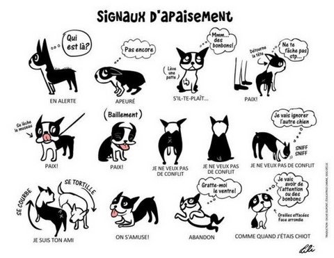 Les signaux d'apaisement du chien